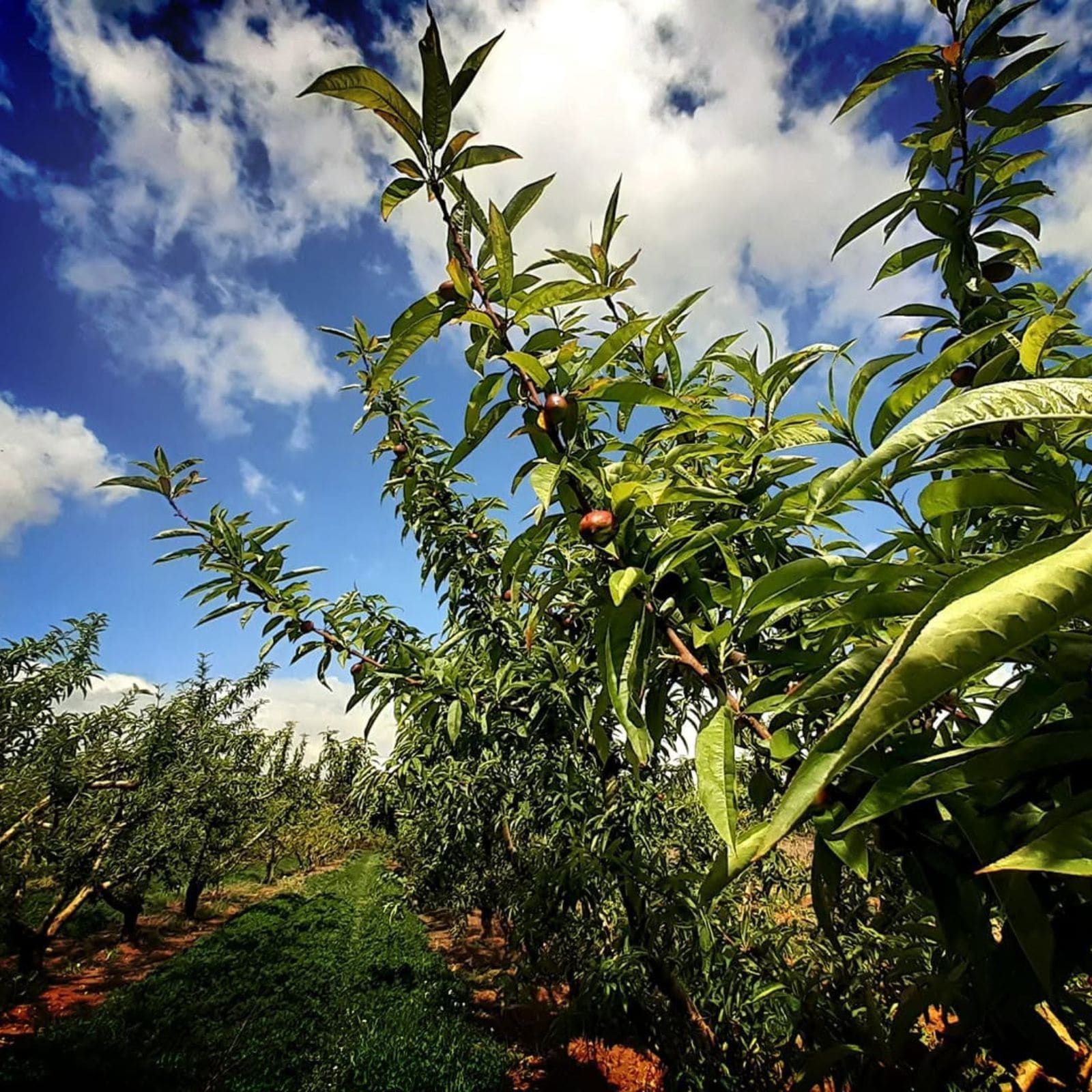Plantes aromatiques séchées