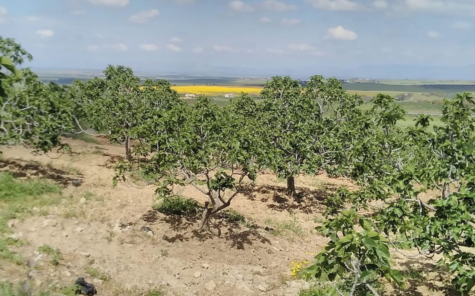 Récolte des figues à Djebba