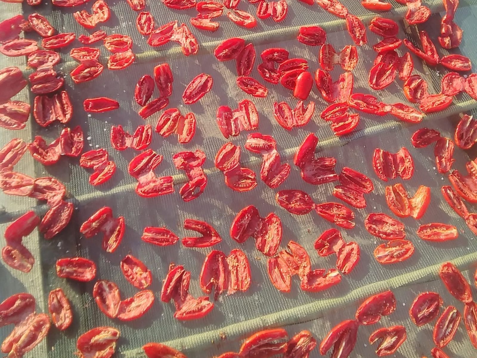 Tomates séchées et poudre de tomate