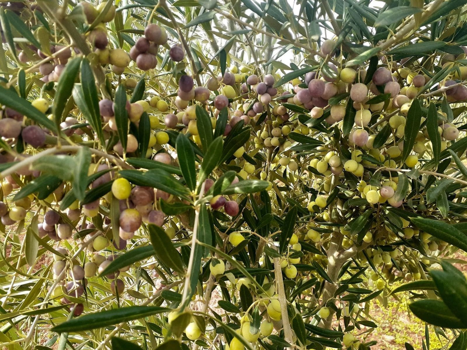 Olives et produits d'olive de Djebba